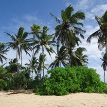 Palm Trees